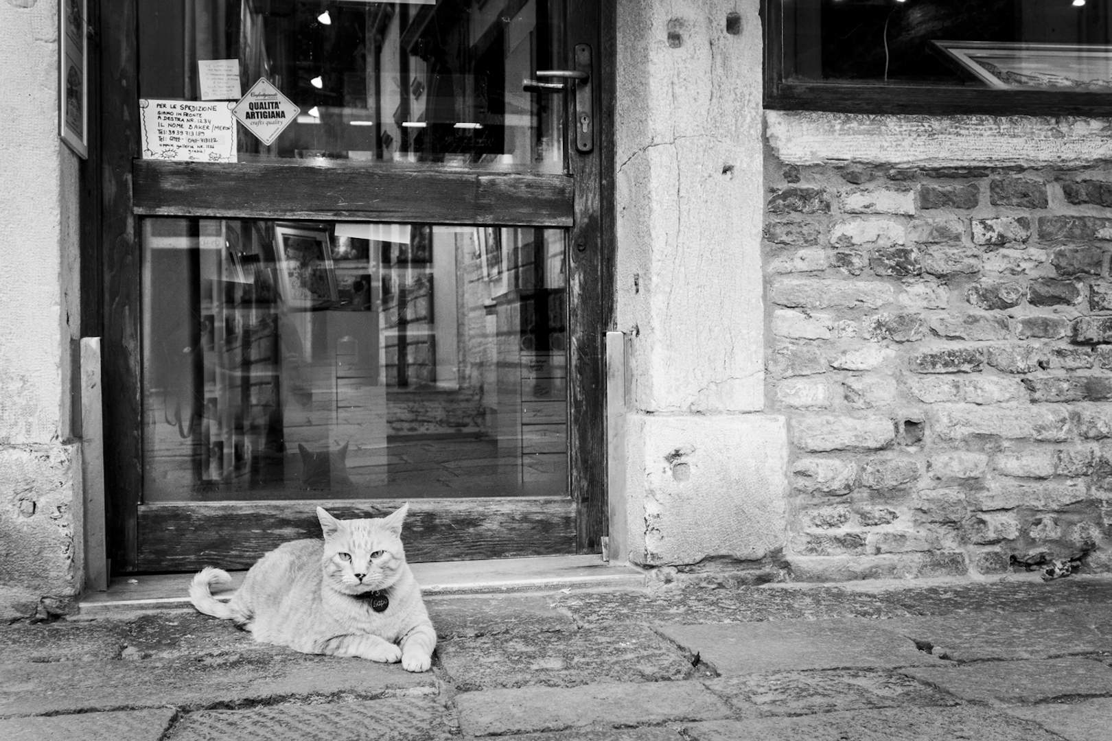 Marianna Zampieri Cats in Venice Galleria la Storta Venezia_3