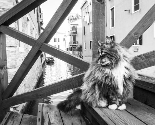 Marianna Zampieri Cats in Venice Galleria la Storta Venezia_6