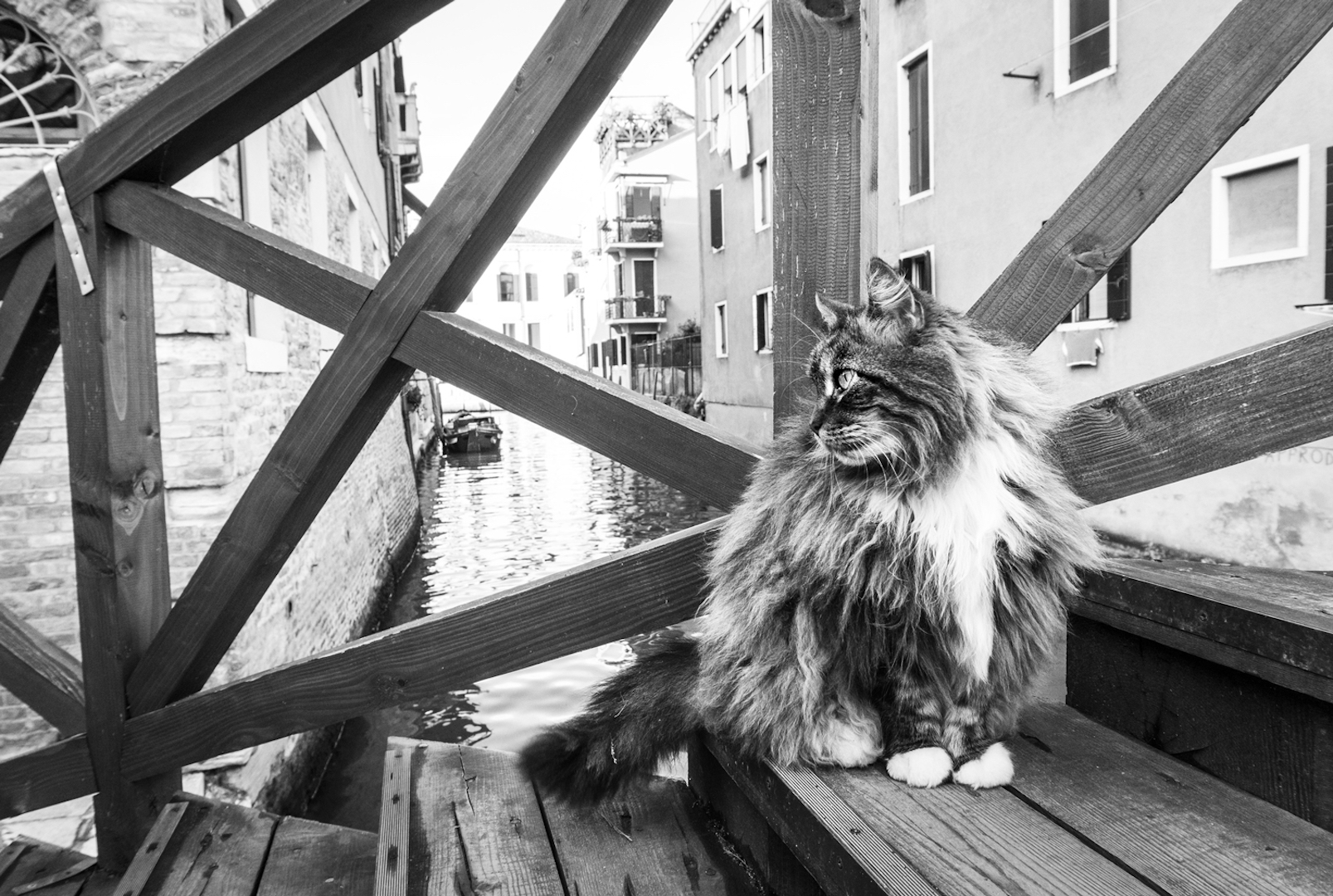 Marianna Zampieri Cats in Venice Galleria la Storta Venezia_6